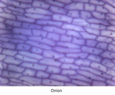 Цифровой USB микроскоп UM05 с автофокусировкой